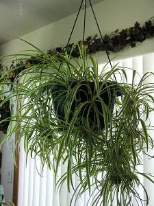 spider plant-air-purifying plants, Milford, Massachusetts